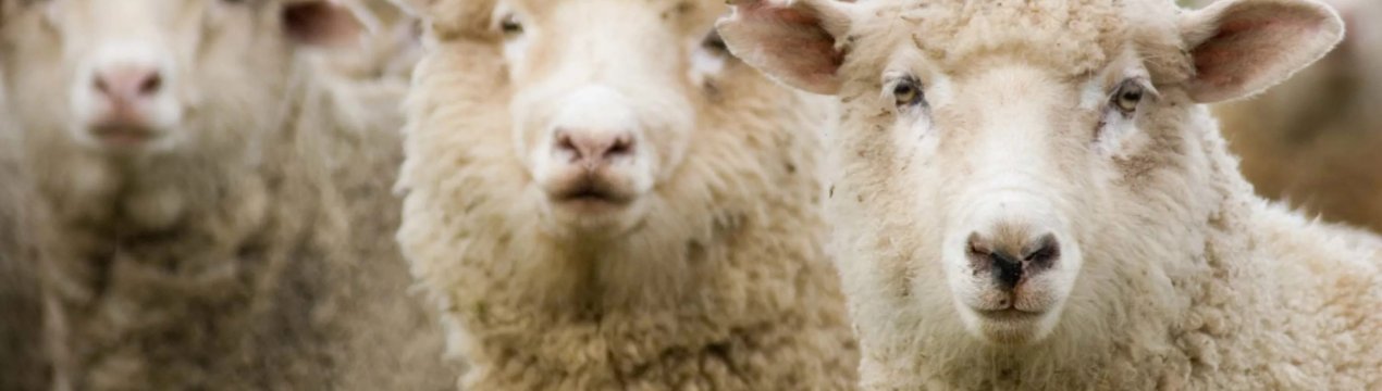 Весняні скорочення: в свердловських фермах стає все менше кіз, корів і птахів