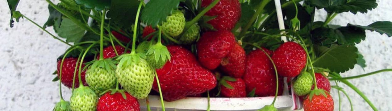 Особливості вирощування та догляду за полуницею Соловейко