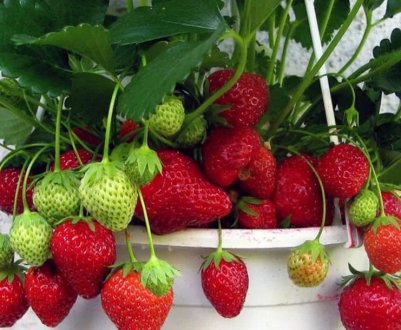 Особливості вирощування та догляду за полуницею Соловейко