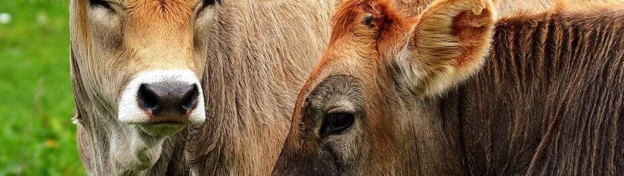 У корів Миколаївській області виявлено лейкоз