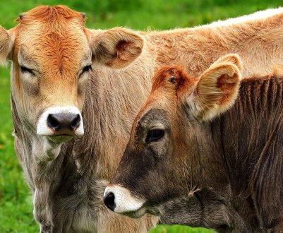 У корів Миколаївській області виявлено лейкоз