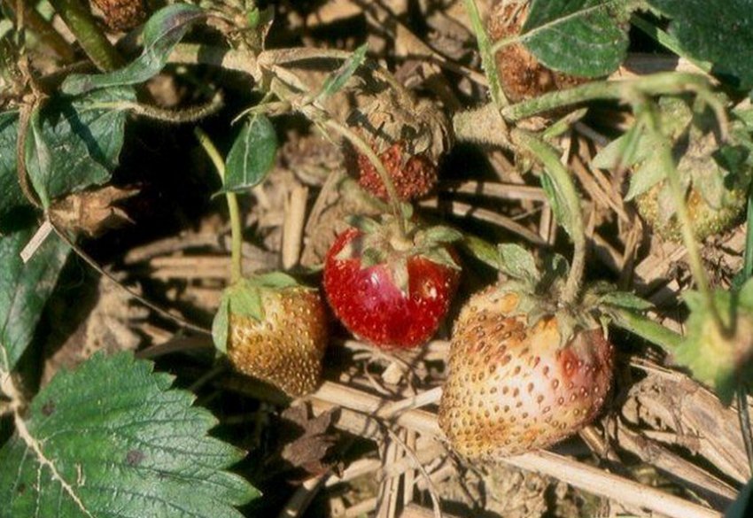 Фітофтороз полуниці