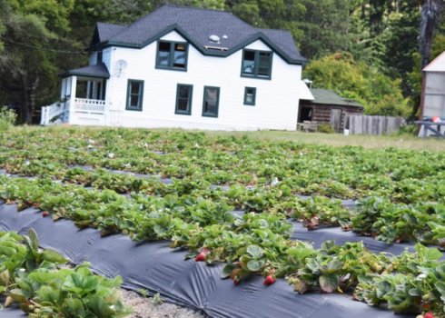 Як посадити полуницю під укривний матеріал