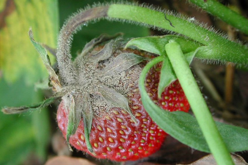 Сіра гниль суниці