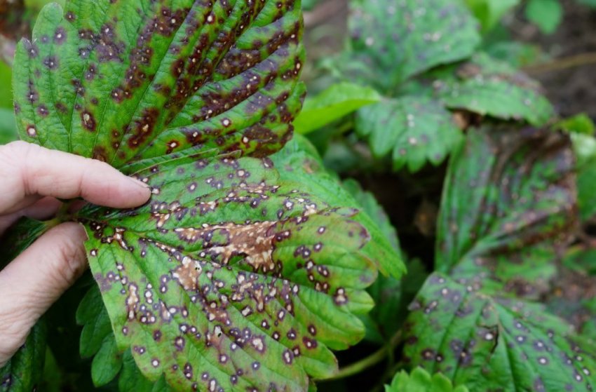 Бура плямистість полуниці