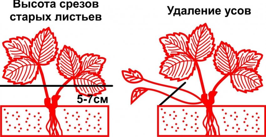 Схема зрізу полуниці