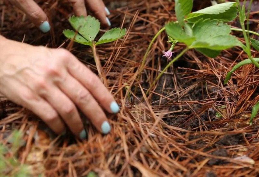 Выращивание клубники на сосновых иголках
