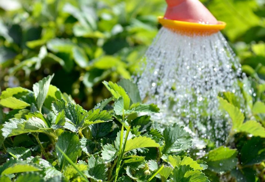 Полив полуниці