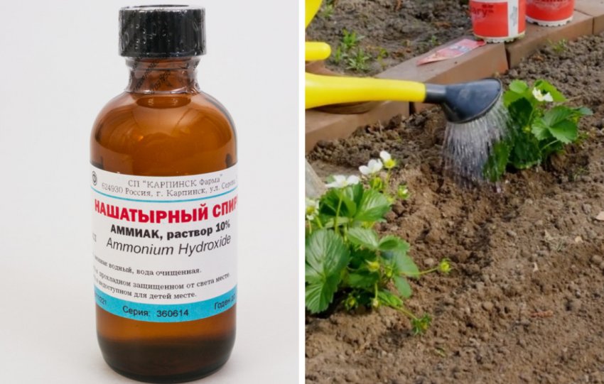 Захист коріння полуниці