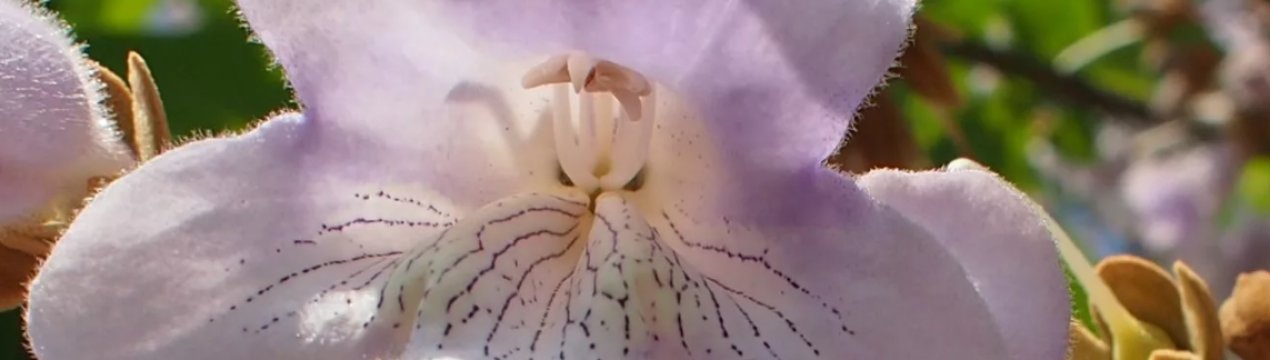 Гігантські дерева вирощує фермер з Рівненщини