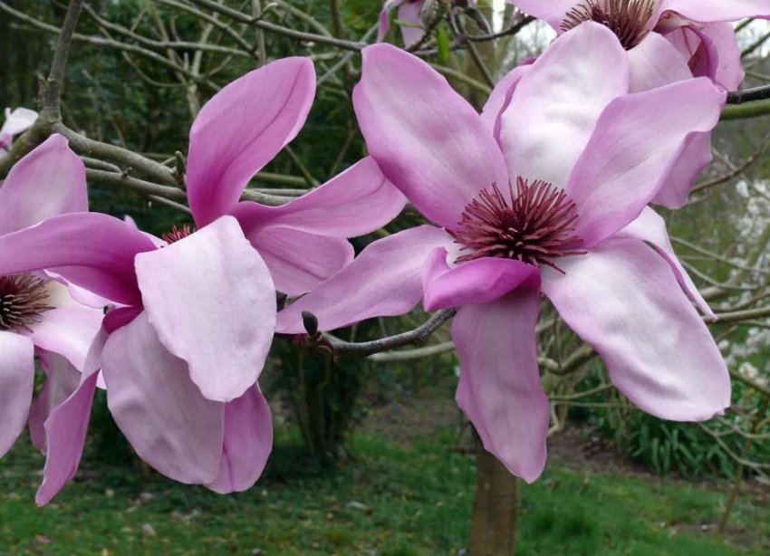 Гігантські дерева вирощує фермер з Рівненщини Гігантські дерева вирощує фермер з Рівненщини