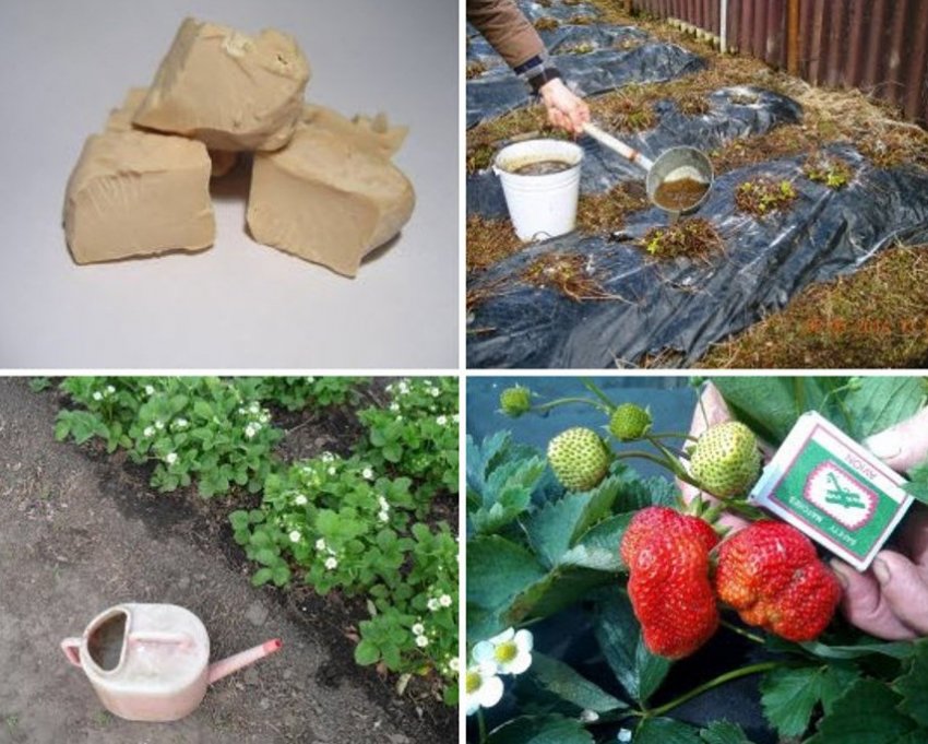 Дріжджове добриво