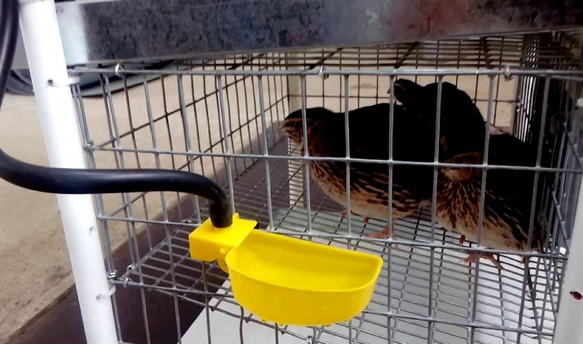 Автоматична поїлка