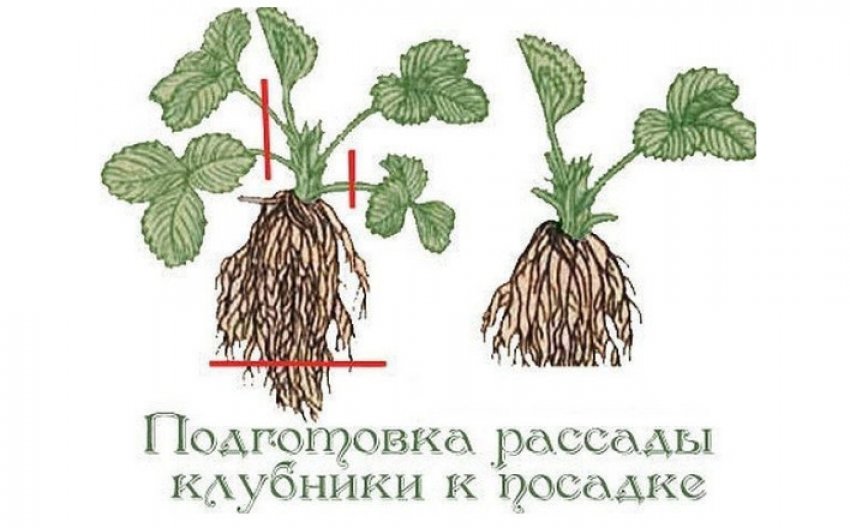 Обрізка полуниці перед посадкою