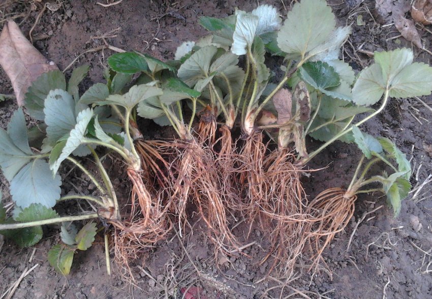 Саджанці полуниці