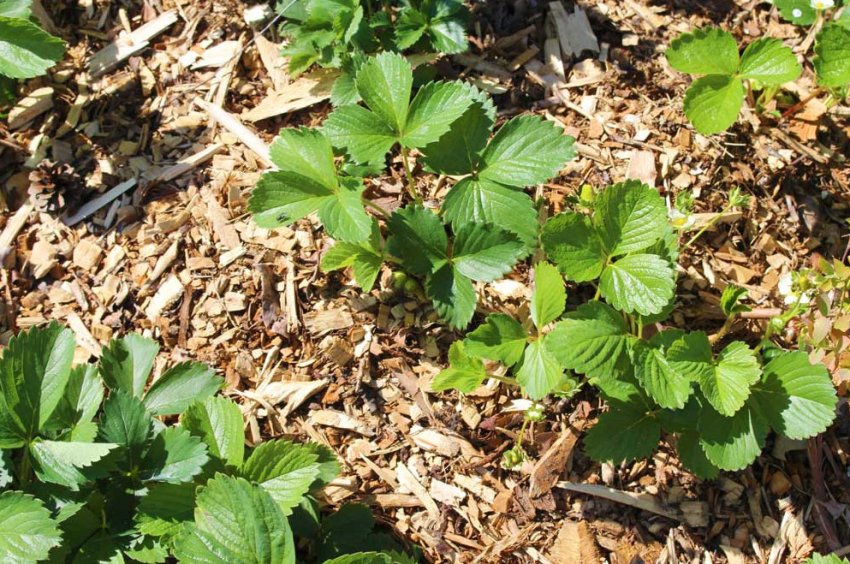 Мульчування полуниці