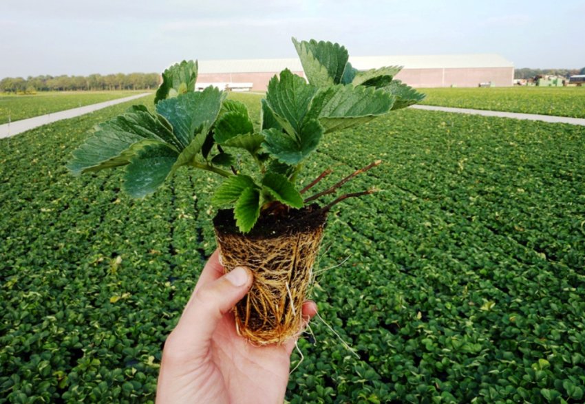 Хороша розсада полуниці для посадки