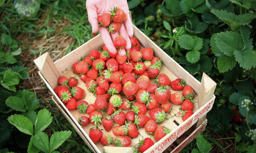 Врожай полуниці сорти Соловейко