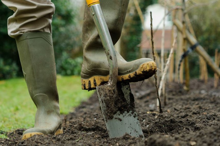 Перекопування землі перед посадкою полуниці