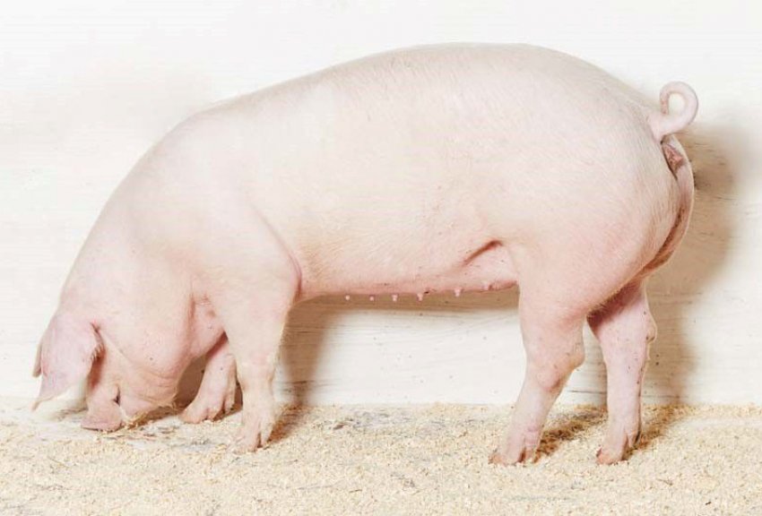 Cách chăm sóc lợn Landrace sinh sản hiệu quả và hiệu suất cao