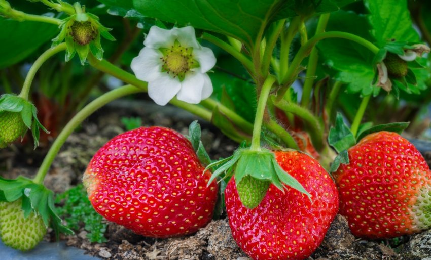Особливості полуниці сорту Соловейко