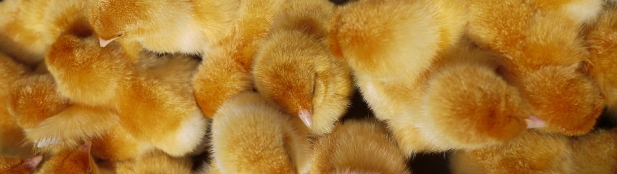 МХП збільшив обсяги виробництва курятини на 13%