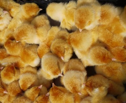 МХП збільшив обсяги виробництва курятини на 13%