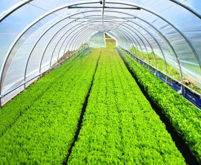 Теплиця з арматури своїми руками