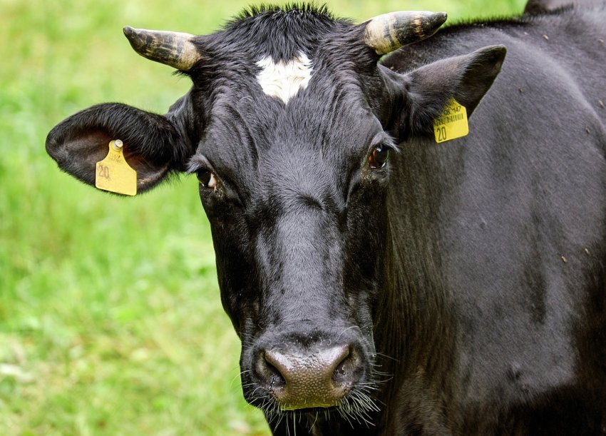 Весняні скорочення: в свердловських фермах стає все менше кіз, корів і птахів Весняні скорочення: в свердловських фермах стає все менше кіз, корів і птахів