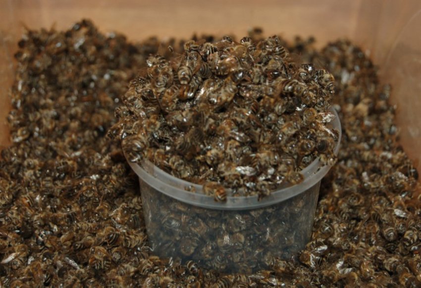 Бджолиний підмор