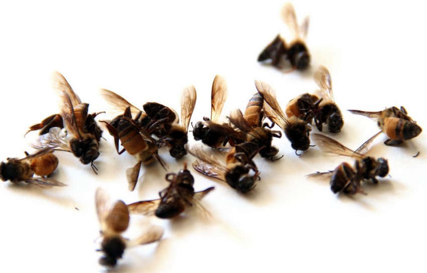 Бджолиний підмор