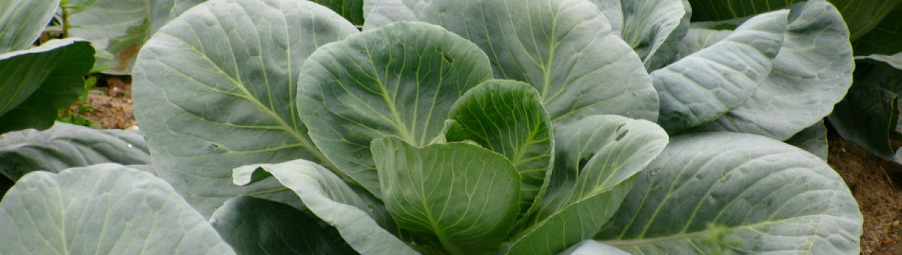 Правила та види добрива капусти