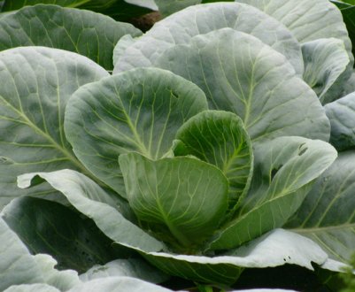 Правила та види добрива капусти