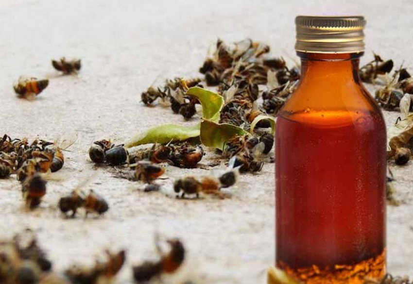 Настоянка з бджолиного підмору