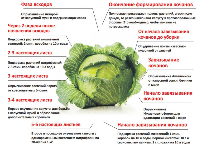 Поетапний догляд та підживлення капусти Поетапний догляд та підживлення капусти