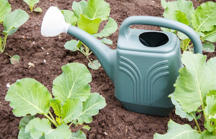 Підживлення капусти Підживлення капусти