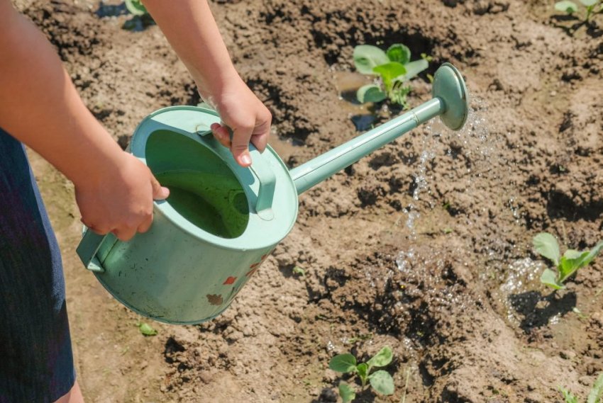 Підживлення капусти розчином сечовини Підживлення капусти розчином сечовини