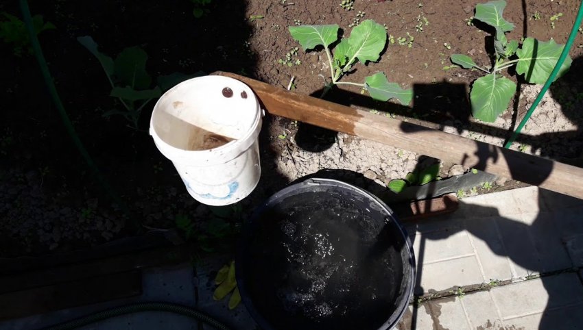 Підживлення капусти для формування качана Підживлення капусти для формування качана