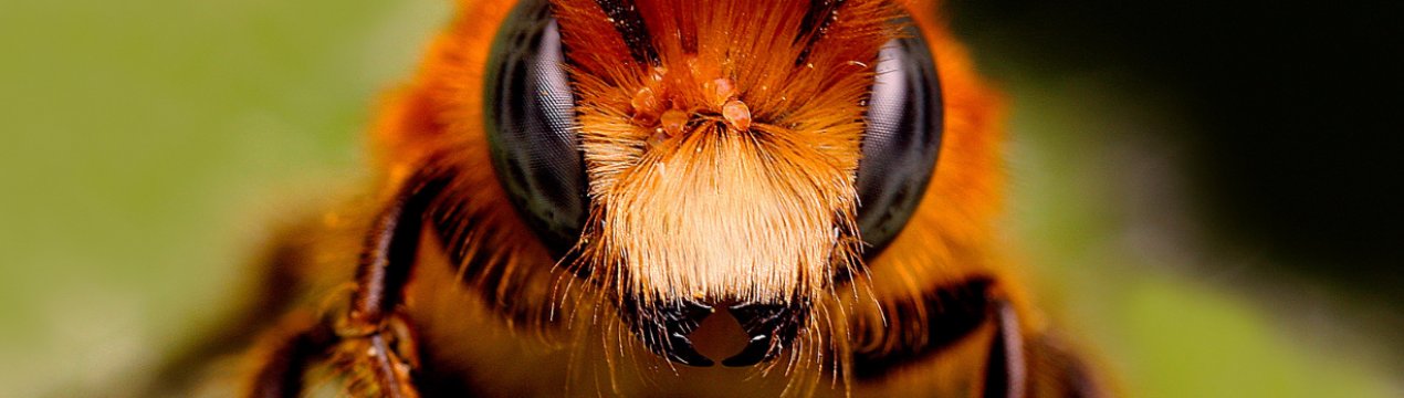 У закарпатському селі загинуло близько 50% бджіл