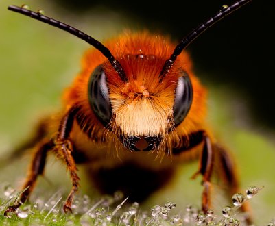 У закарпатському селі загинуло близько 50% бджіл