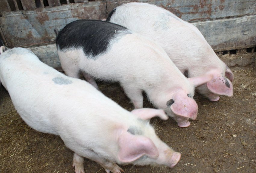 Свині породи Ландрас