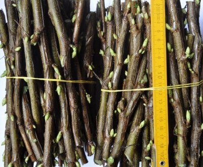 Розмноження черешні методом живцювання