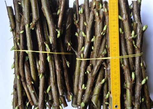 Розмноження черешні методом живцювання