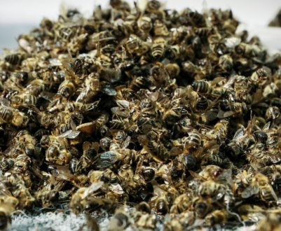 Особливості лікування бджолиним підмором