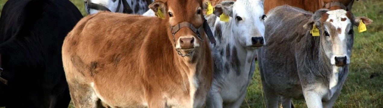 Уельський депутат за відповідальність власників собак за напади їх вихованців на худобу