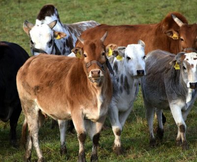 Уельський депутат за відповідальність власників собак за напади їх вихованців на худобу