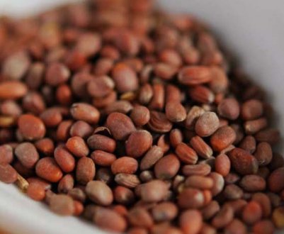 Як зібрати насіння редиски в домашніх умовах