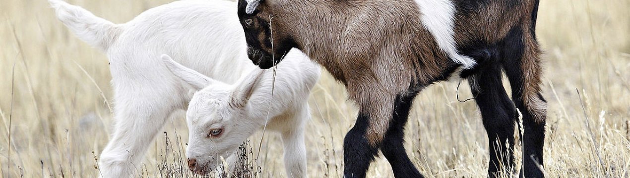 Как назвать козлика мальчика клички. . Как назвать козлика мальчика клички фото. Как назвать козлика мальчика клички-. картинка Как назвать козлика мальчика клички. картинка