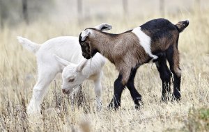 Лечение народными средствами поноса у коз