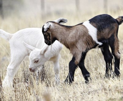 Як можна назвати козу: найкращі клички